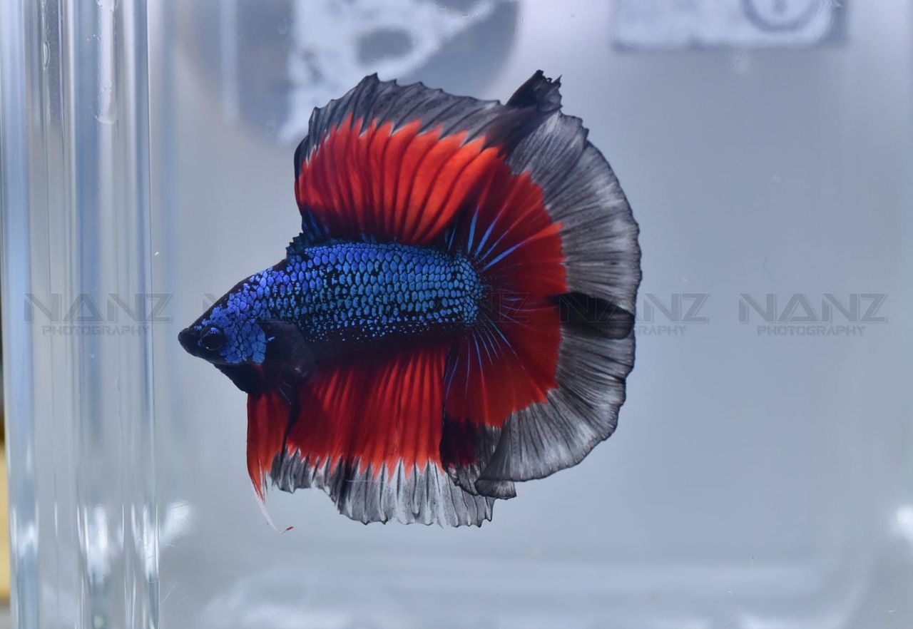 betta