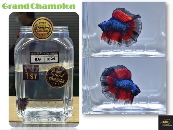 betta