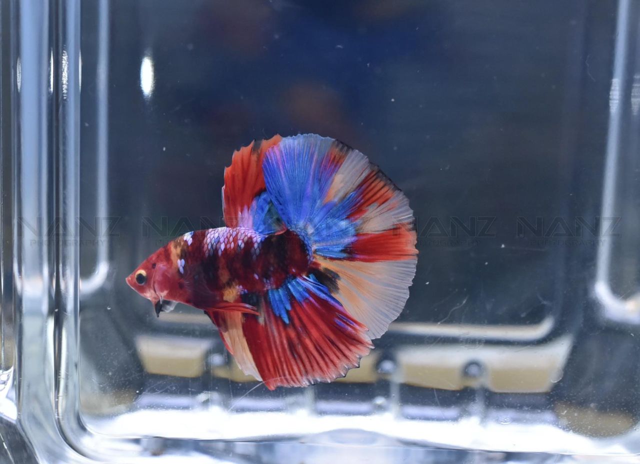 betta