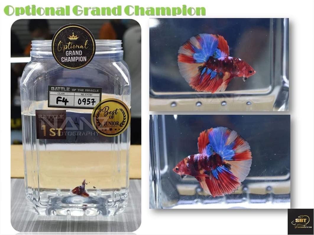 betta